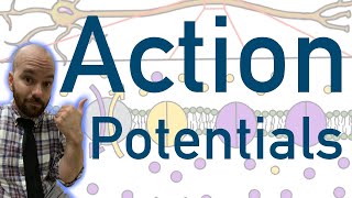 Action Potentials  Animated Explained Graphed [upl. by Yank791]