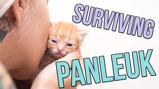 Fighting Panleukopenia a Deadly Cat Virus [upl. by Eimat]