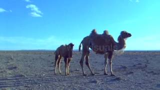 Camel and Calf Walking In the Desert [upl. by Cir]