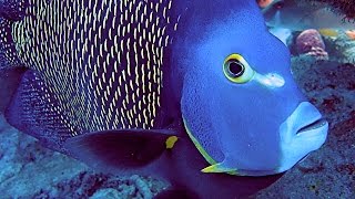 Best Of Bonaire HD  24 Boat Shore amp Wreck Scuba Dives  Macro Wide Angle Fish amp Creatures 2 [upl. by Eleonore673]