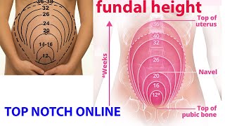 what is fundal height [upl. by Eidlog]