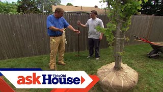 How to Plant a LargeShade Tree  Ask This Old House [upl. by Trenton72]