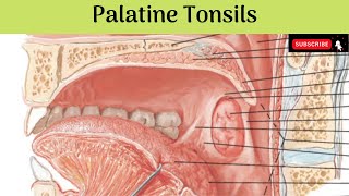 Palatine Tonsils  Situation  Features  Relations  Blood amp Nerve Supply  Lymphatic Drainage [upl. by Neel21]