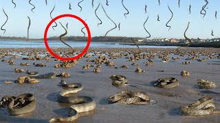 10 Most Bizarre Animal Phenomena [upl. by Llered898]