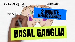 2Minute Neuroscience Basal Ganglia [upl. by Nylodnarb]