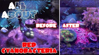 All About The Red Cyanobacteria or Red Slime Algae  Chemiclean Tutorial  Preventing Cyanobacteria [upl. by Ahseenal176]