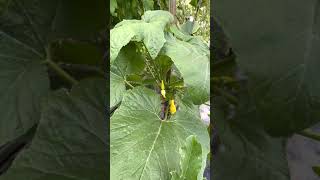 Growing crookneck squash vertically [upl. by Romonda]