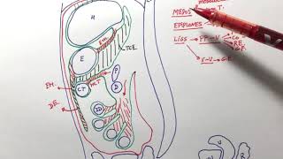 Anatomía general del peritoneo [upl. by Blainey]