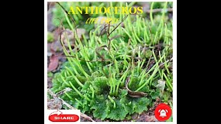 Anthoceros  Life cycle [upl. by Lune]