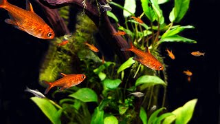 Ember Tetra Care and Breeding A Tiny Tetra with Show Stopping Color [upl. by Attenyl]