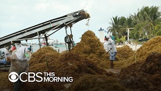 Massive waves of toxic seaweed inundate Yucatan Peninsula beaches [upl. by Agamemnon438]