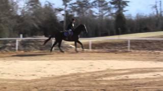 Equine Stifle and SI Lameness Case Study with CurOST [upl. by Mont620]