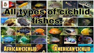 Cichlid fishes all types both African and American cichlids 2021 [upl. by Azial]