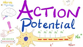 Action Potential  Most COMPREHENSIVE Explanation  Nerve Physiology [upl. by Farlay]