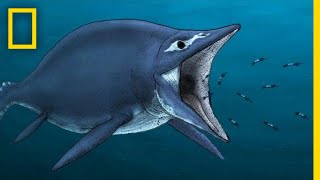 Ichthyosaurs 101  National Geographic [upl. by Southworth]