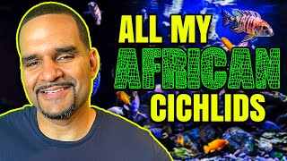 African Cichlid Tank Species List  All My Fish And Where I Got Them [upl. by Jaeger]