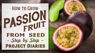 ★ How to Grow Passion fruit from Seed A Complete Step by Step Guide [upl. by Ylus997]