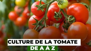 Culture de la tomate de A à Z [upl. by Rachelle]