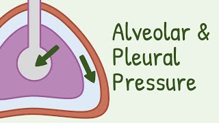 Alveolar Pressure and Pleural Pressure [upl. by Suoirtemed]