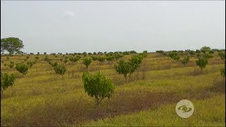 Manejo ecológico del cultivo de mango [upl. by Kellsie]