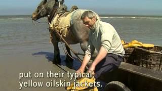 Shrimp fishing on horseback in Oostduinkerke [upl. by Mcgruter811]