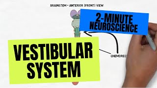 2Minute Neuroscience Vestibular System [upl. by Nenney216]