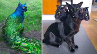 15 Abnormally Strange Cats That Actually Exist [upl. by Khalin460]