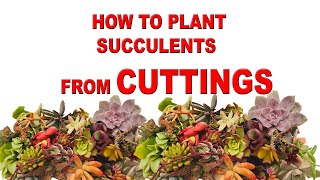 HOW TO PLANT SUCCULENTS FROM CUTTINGS [upl. by Uball]