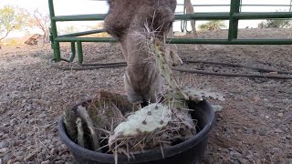 Pair Of Camels Enjoy Eating Spiky Cacti [upl. by Tehc]