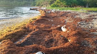 Sargassum Seaweed Jamaica [upl. by Flor]