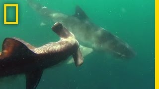 Tiger Shark vs Hammerhead Shark  National Geographic [upl. by Adnarb665]