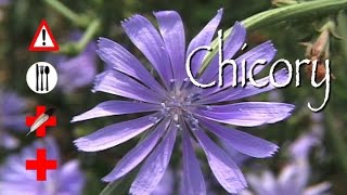 Chicory Edible Medicinal amp Cautions [upl. by Letitia]