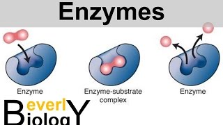 Enzymes and Catalysts [upl. by Eniala]