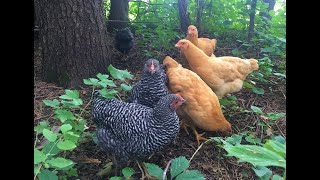 3 Month Update  Buff Orpington amp Barred Plymouth Rock Chickens [upl. by Nert]