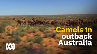 Outback camels culls and carcasses or milk and meat 🐪  Meet the Ferals Ep 8  ABC Australia [upl. by Packston]