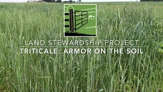 Triticale as Soil Armor amp Cattle Feed with Robb Miller [upl. by Drawd24]