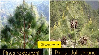 Difference Between Pinus roxburghii And Pinus wallichiana [upl. by Aubrie]