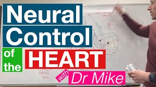 Neural Control of the Heart  Cardiology [upl. by Rehptosirhc173]