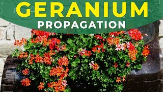 GERANIUM PROPAGATION FROM SEEDS  PELARGONIUM CARE [upl. by Cadmann]