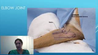 Canine Intraarticular Injection Technique  A Detailed Guide for Veterinary Surgeons [upl. by Roslyn]