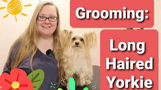 Grooming a Long Haired Yorkie [upl. by Rust]