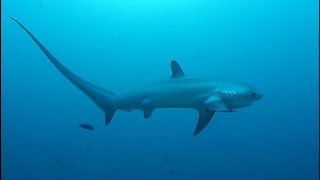 Facts The Thresher Shark [upl. by Remot735]