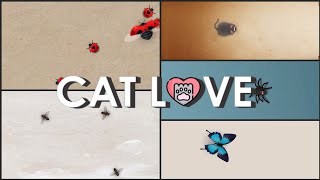 Juego para gatos  MIX  Game for cats  MIX [upl. by Adnov]