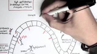 Part III  Mucosal Immunity IgA antibodies [upl. by Enened]