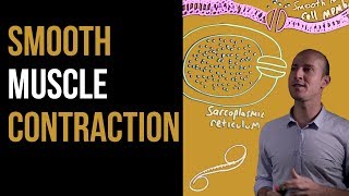 1 Minute Recap  Smooth Muscle Contraction [upl. by Barram]