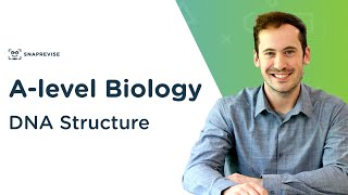 DNA Structure  Alevel Biology  OCR AQA Edexcel [upl. by Warthman471]