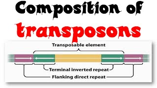 Composition of transposons [upl. by Stieglitz]