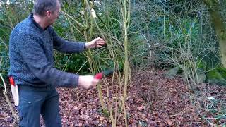 Pruning Forsythia [upl. by Cirilla]