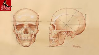 How to Draw a Skull [upl. by Nek]