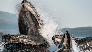 How whales mate  marine mammal adaptations  Prof TRACEY ROGERS UNSW Sydney Australia [upl. by Eolc]